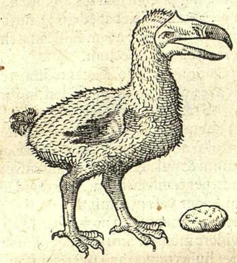 Dodo woodcut in Clusius, 1605
