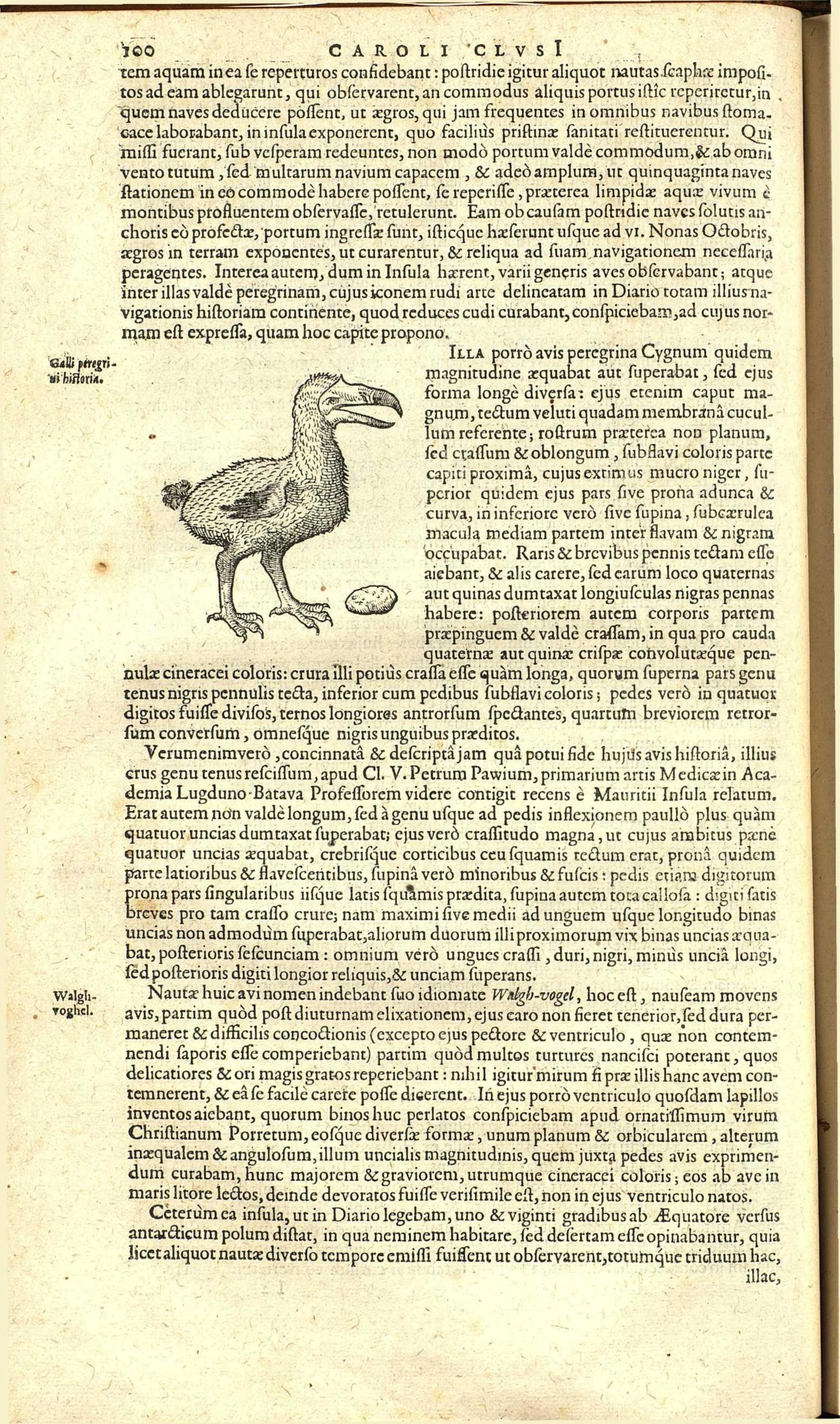Clusius, 1605, p. 100.