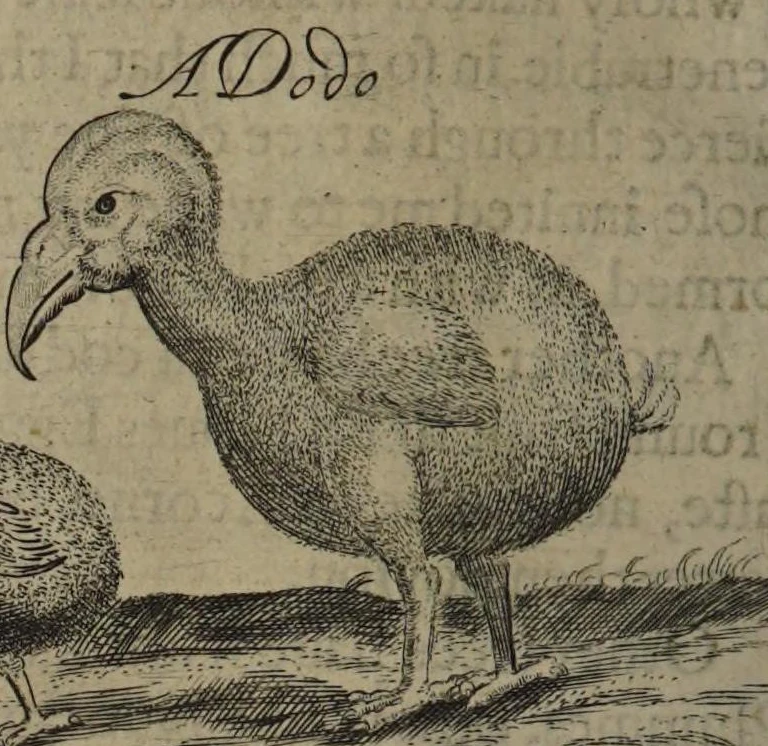 Dodo detail in Herbert’s 1634 engraving