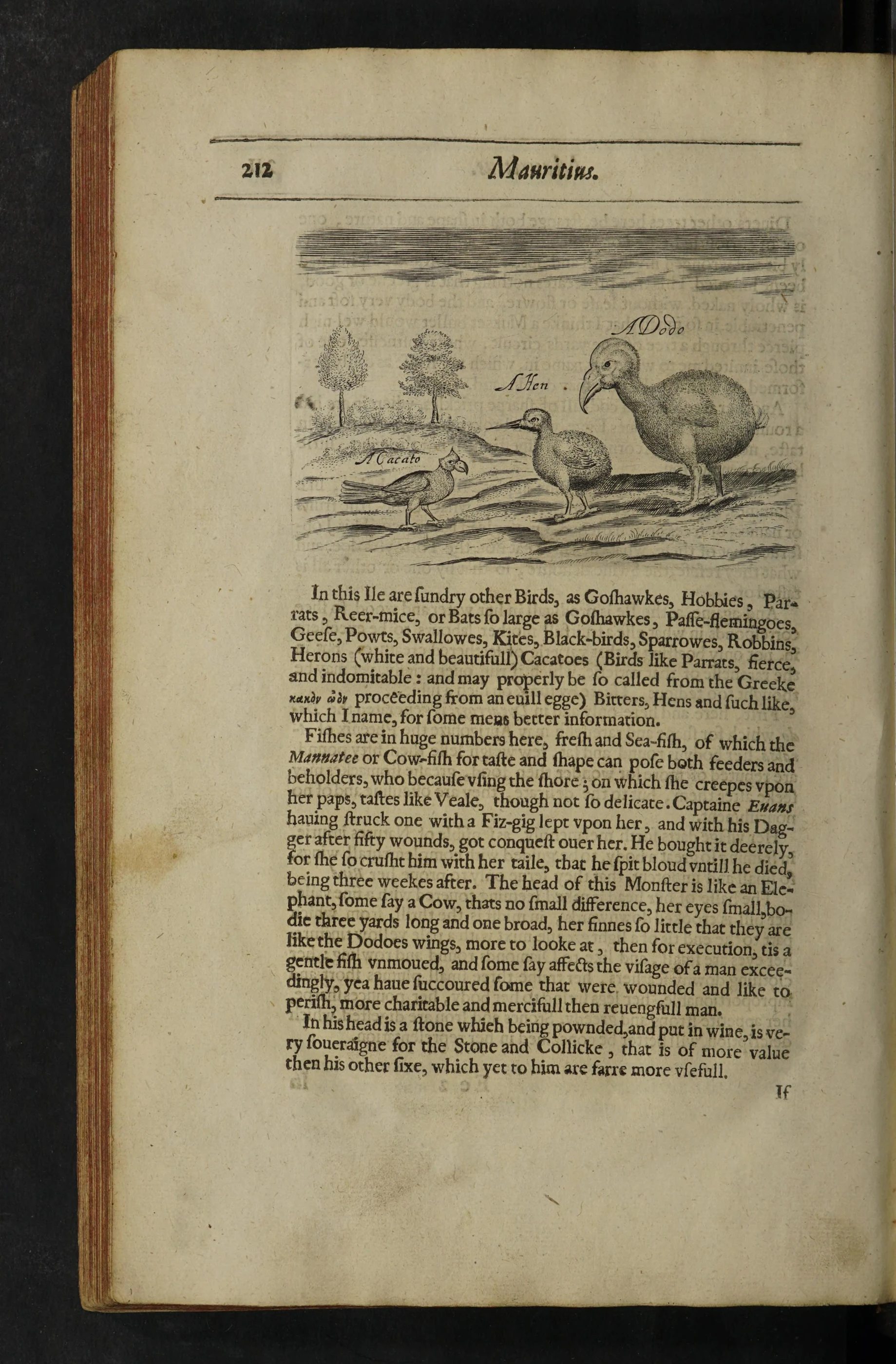 Page 212 of Herbert’s 1634 travel account, with the dodo engraving