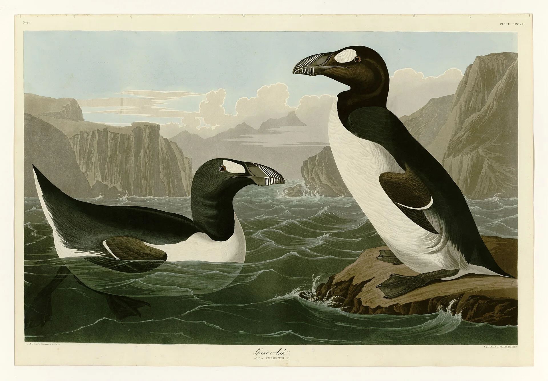 Two great auks in Audubon's Birds of America