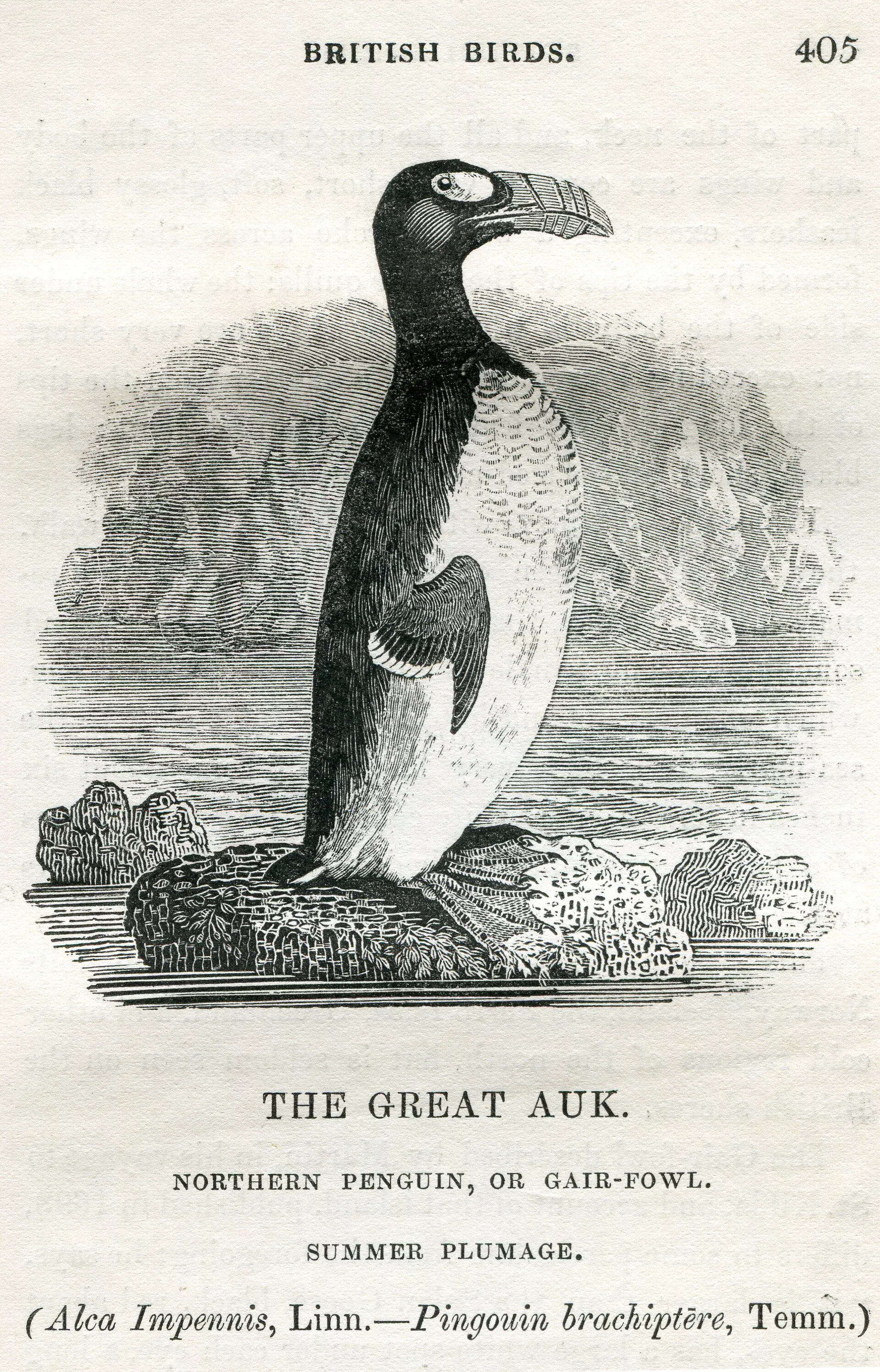 Great auk wood engraving by Thomas Bewick