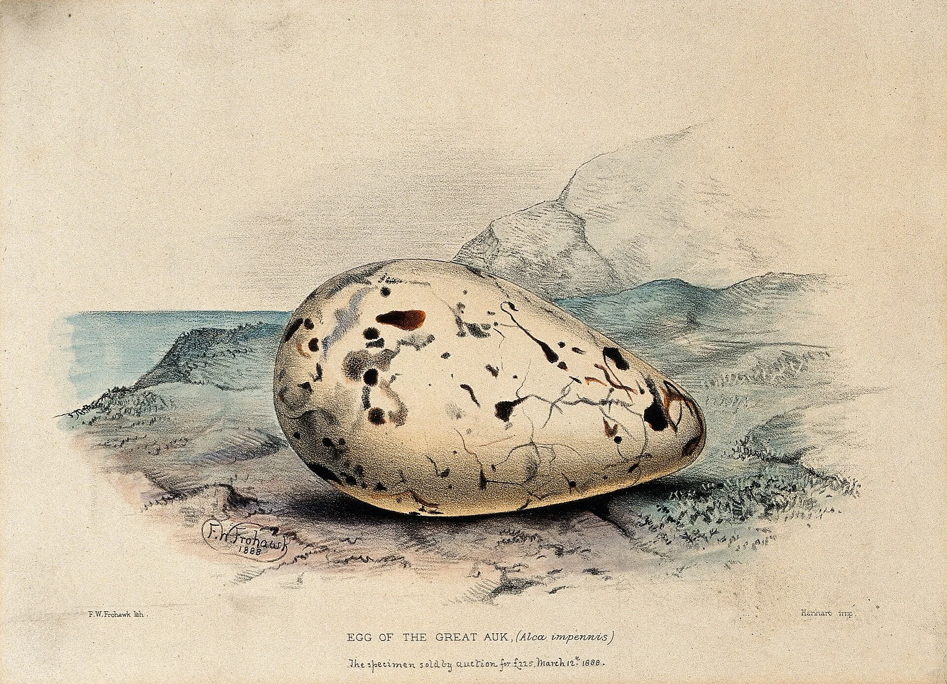Coloured lithograph of a great auk egg