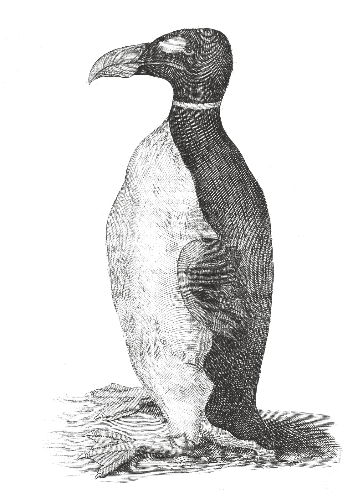 Seventeenth-century engraving of a standing great auk from Ole Worm's museum catalogue