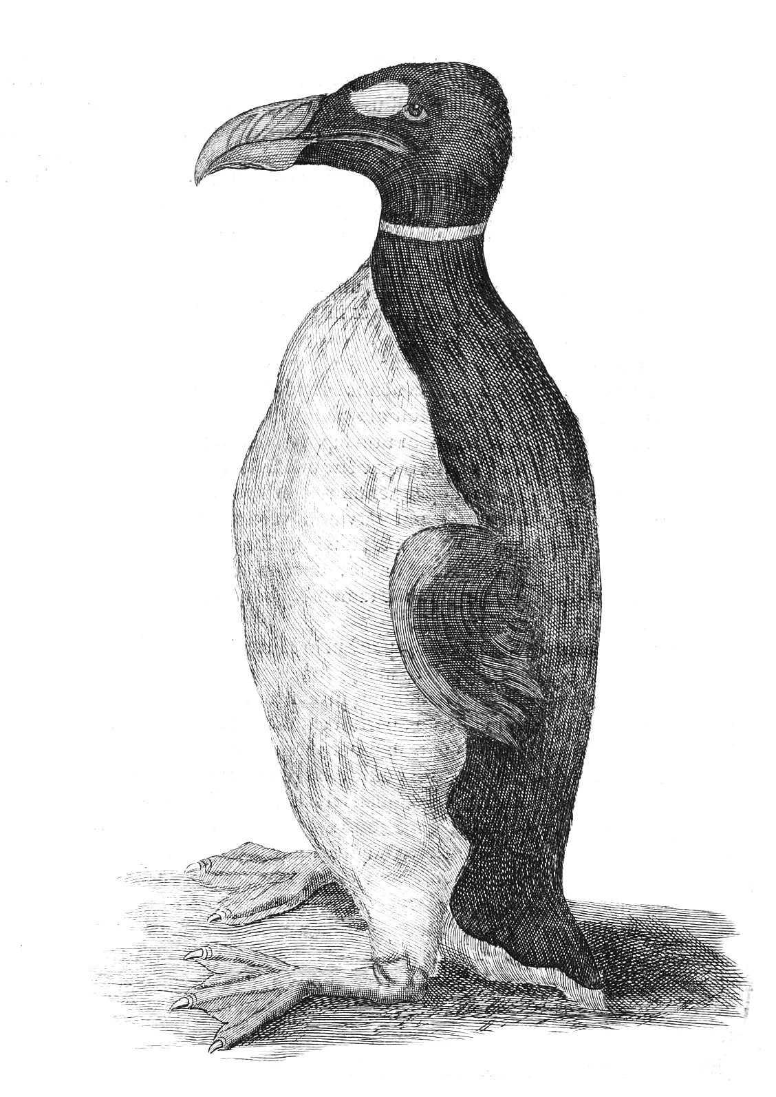Ole Worm's great auk engraving