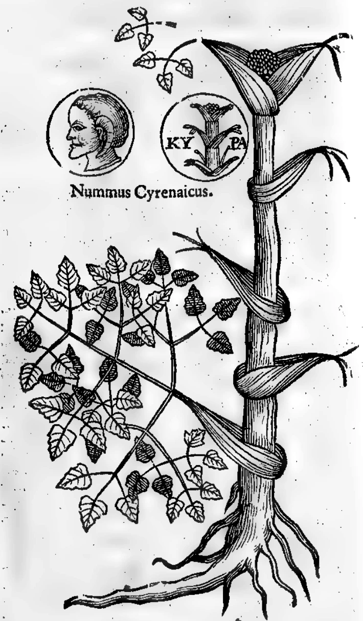Companion woodcut and coin comparison from the 1644 Theophrastus edition